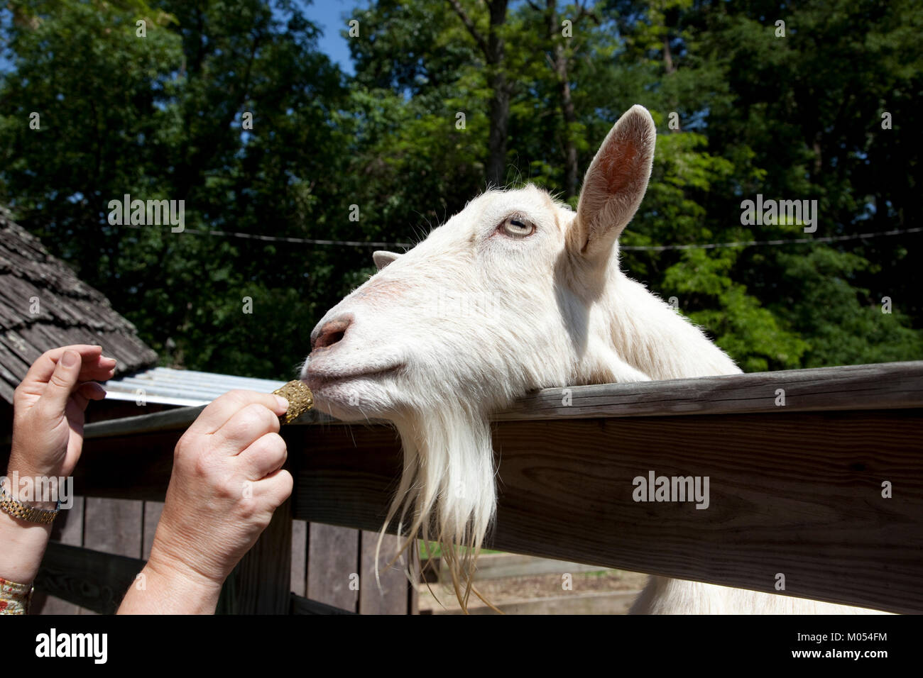 Goats in Rural Alabama Stock Photo