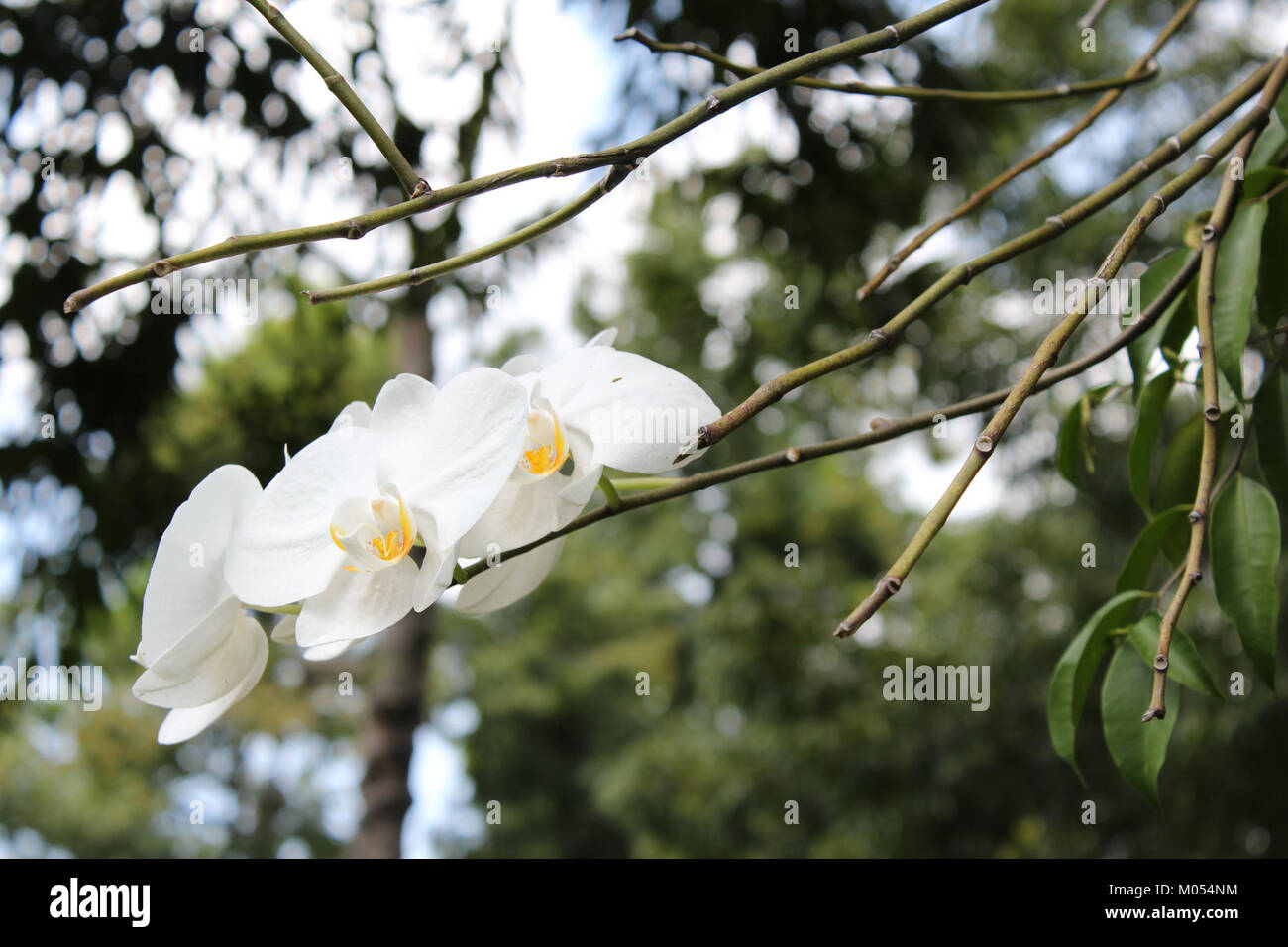 Bunga hi-res stock photography and images - Alamy