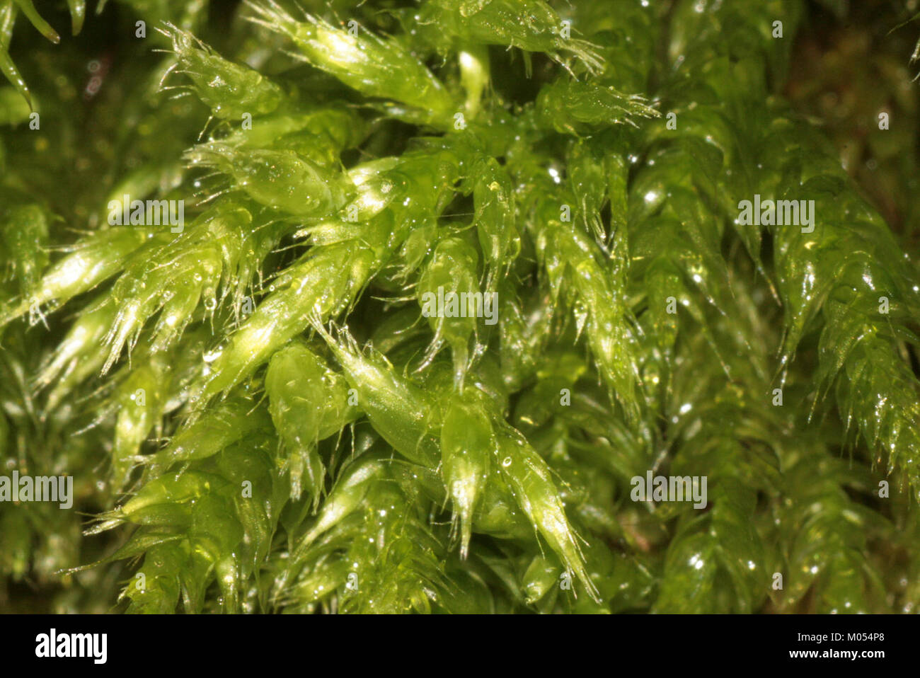 Brachythecium tommasinii (a, 144721-474815) 0931 Stock Photo