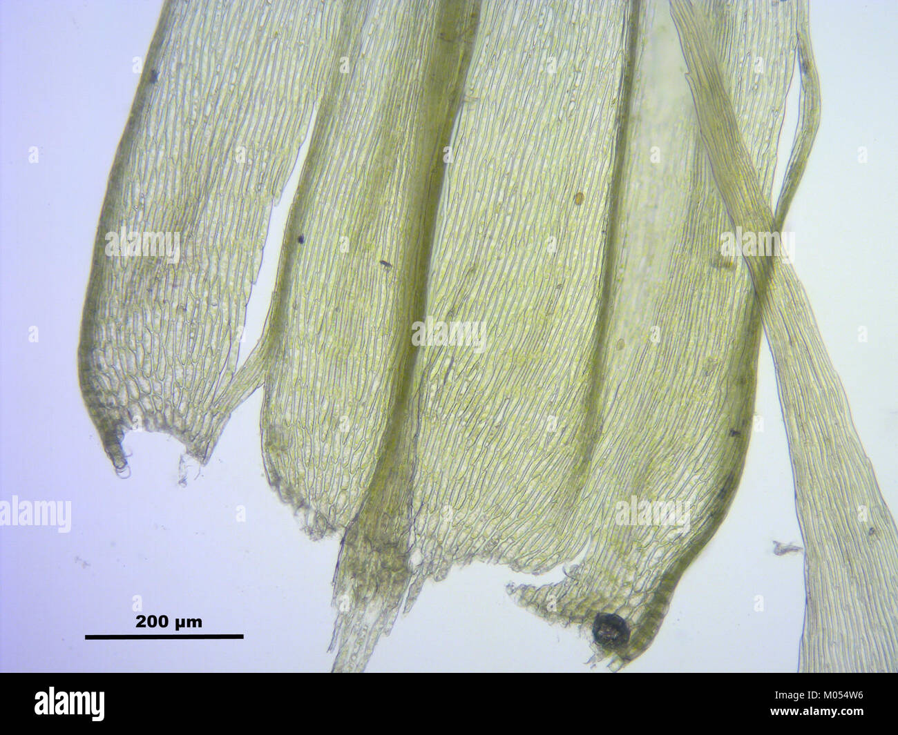 Brachythecium salebrosum (f, 145052-482551) 3079 Stock Photo