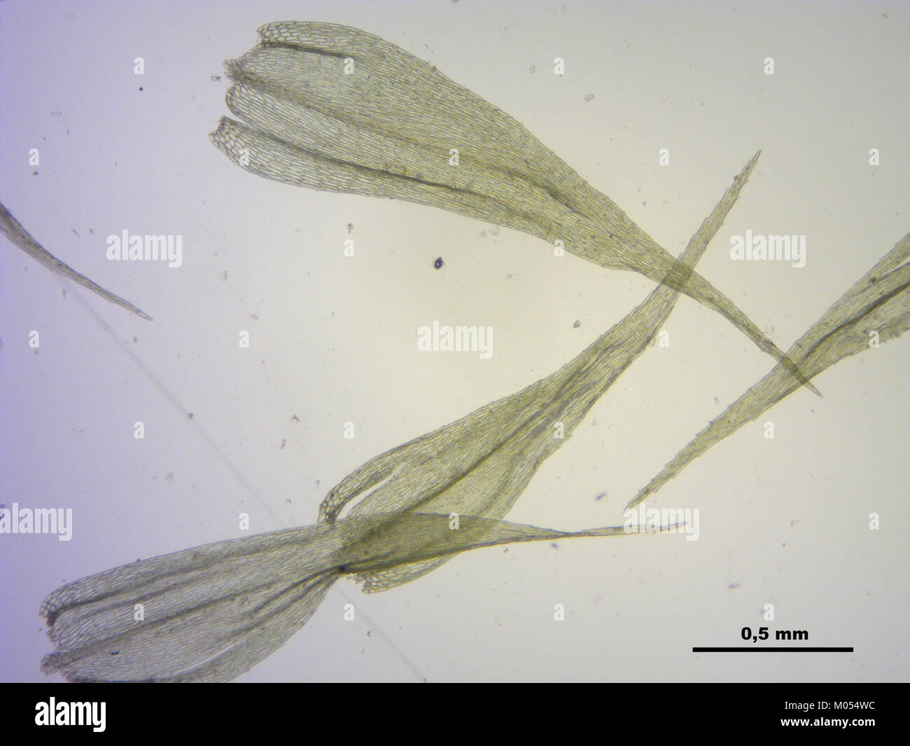 Brachythecium salebrosum (f, 145052-482551) 3087 Stock Photo