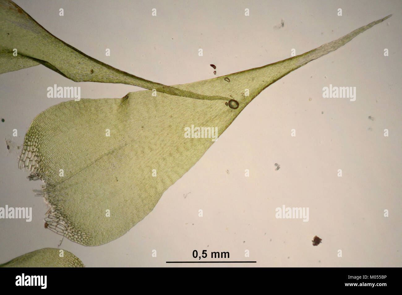 Campylium stellatum (a, 144747-474813) 2623 Stock Photo