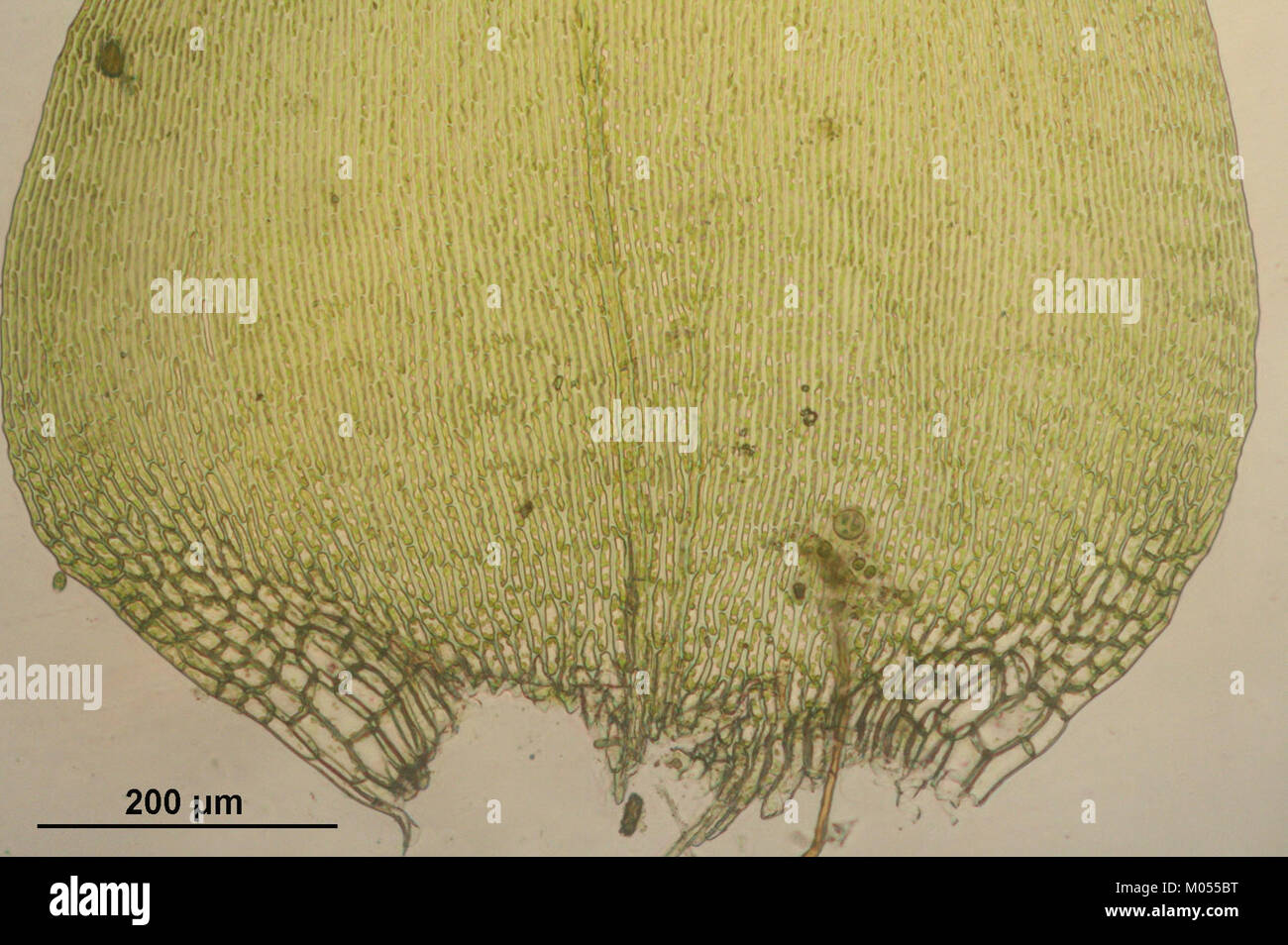 Star shaped leaves hi-res stock photography and images - Alamy