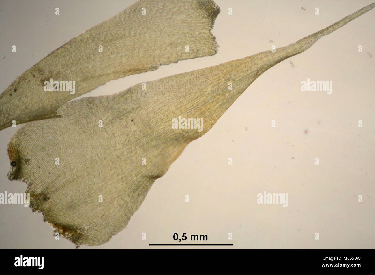 Campylium stellatum (b, 145613-473018) 0551 Stock Photo