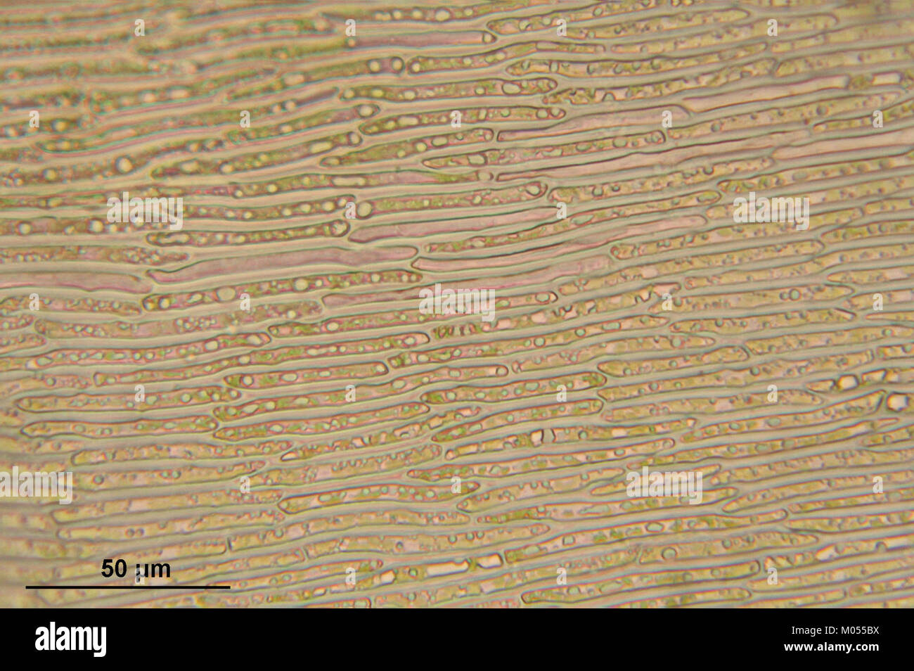 Campylium stellatum (b, 145613-473018) 0552 Stock Photo