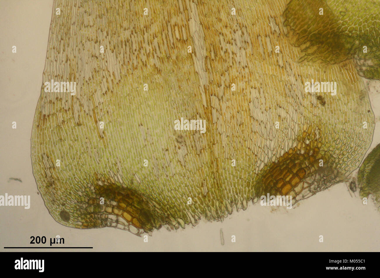 Campylium stellatum (c, 145613-473018) 0538 Stock Photo