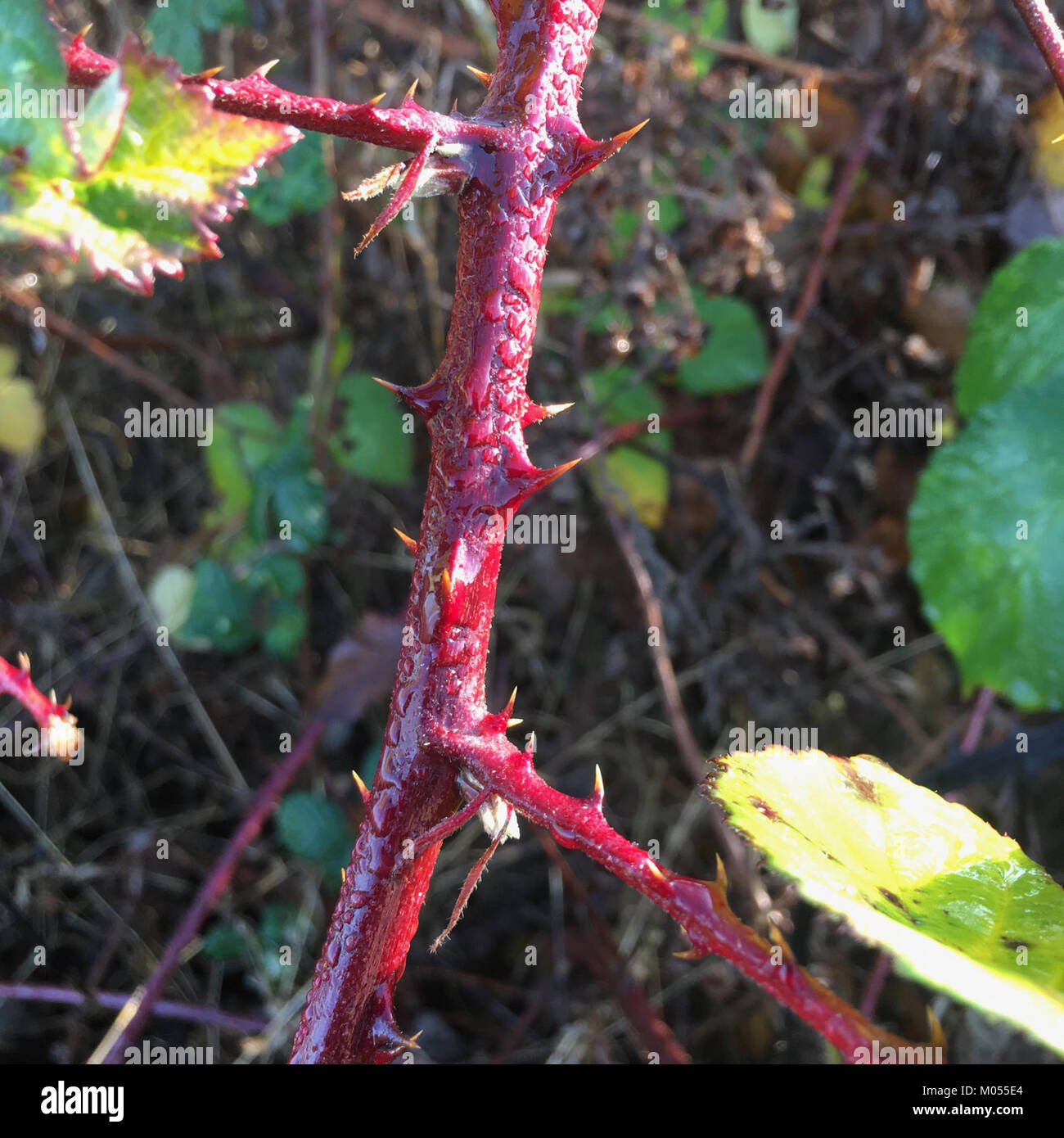 Bramble thorns (30781862514) Stock Photo