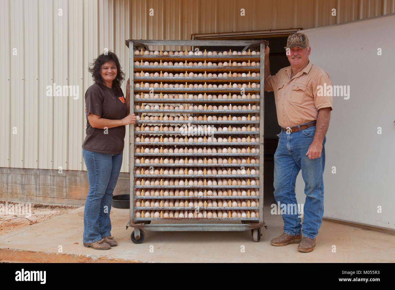 Racks of Eggs Stock Photo
