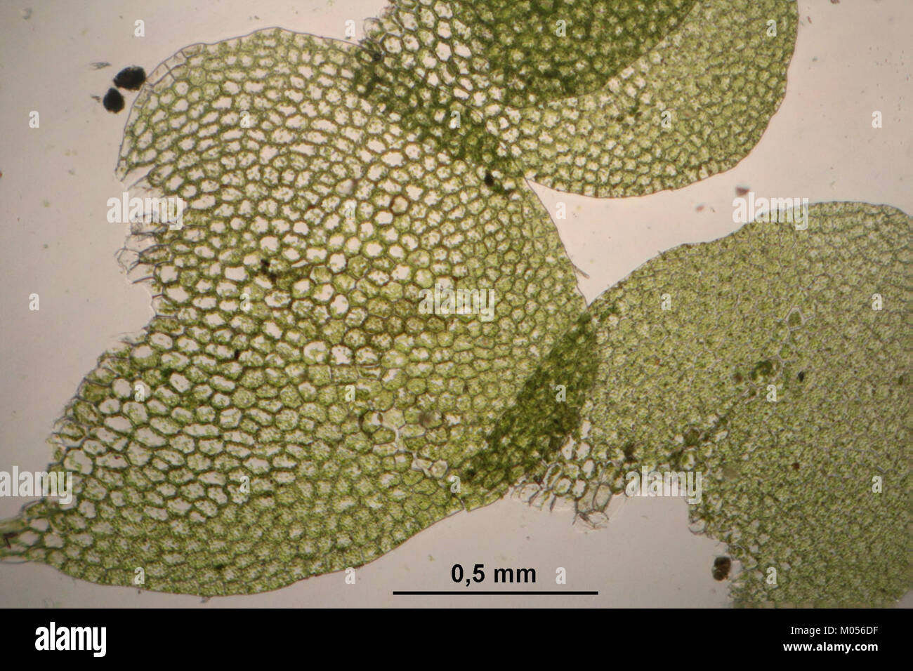 Calypogeia muelleriana (c, 145316-481415) 2464 Stock Photo