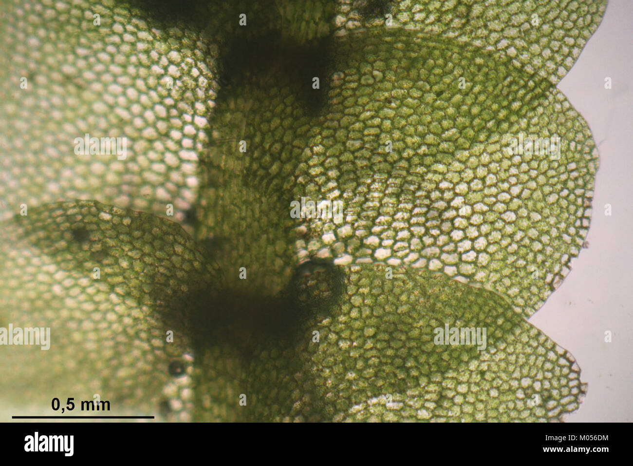 Calypogeia muelleriana (c, 145316-481415) 2466 Stock Photo