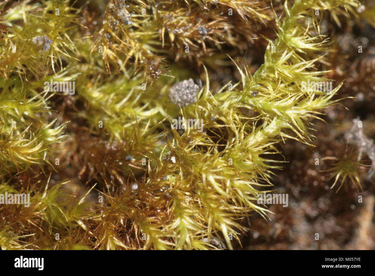 Campylium chrysophyllum (b, 144635-474820) 2701 Stock Photo