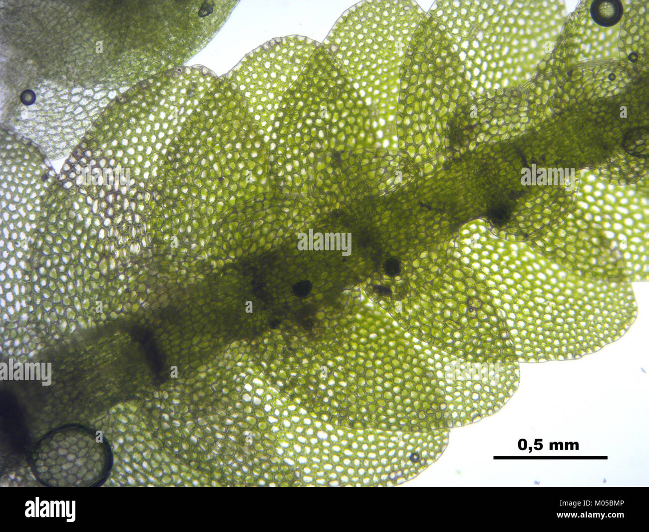 Calypogeia muelleriana (d, 145507-481451) 5459 Stock Photo