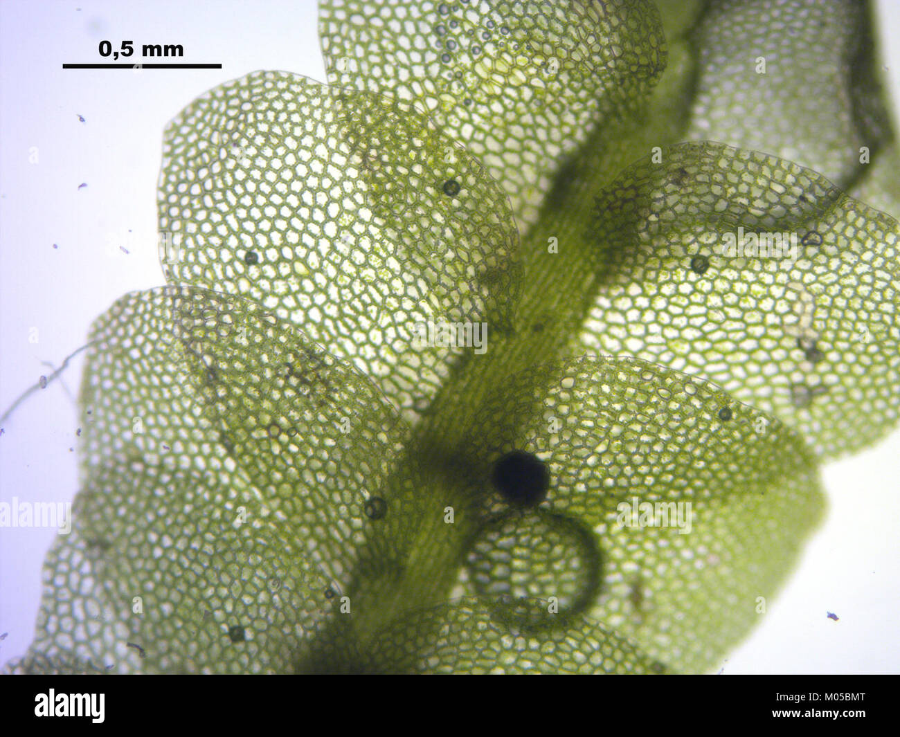 Calypogeia muelleriana (d, 145507-481451) 5460 Stock Photo