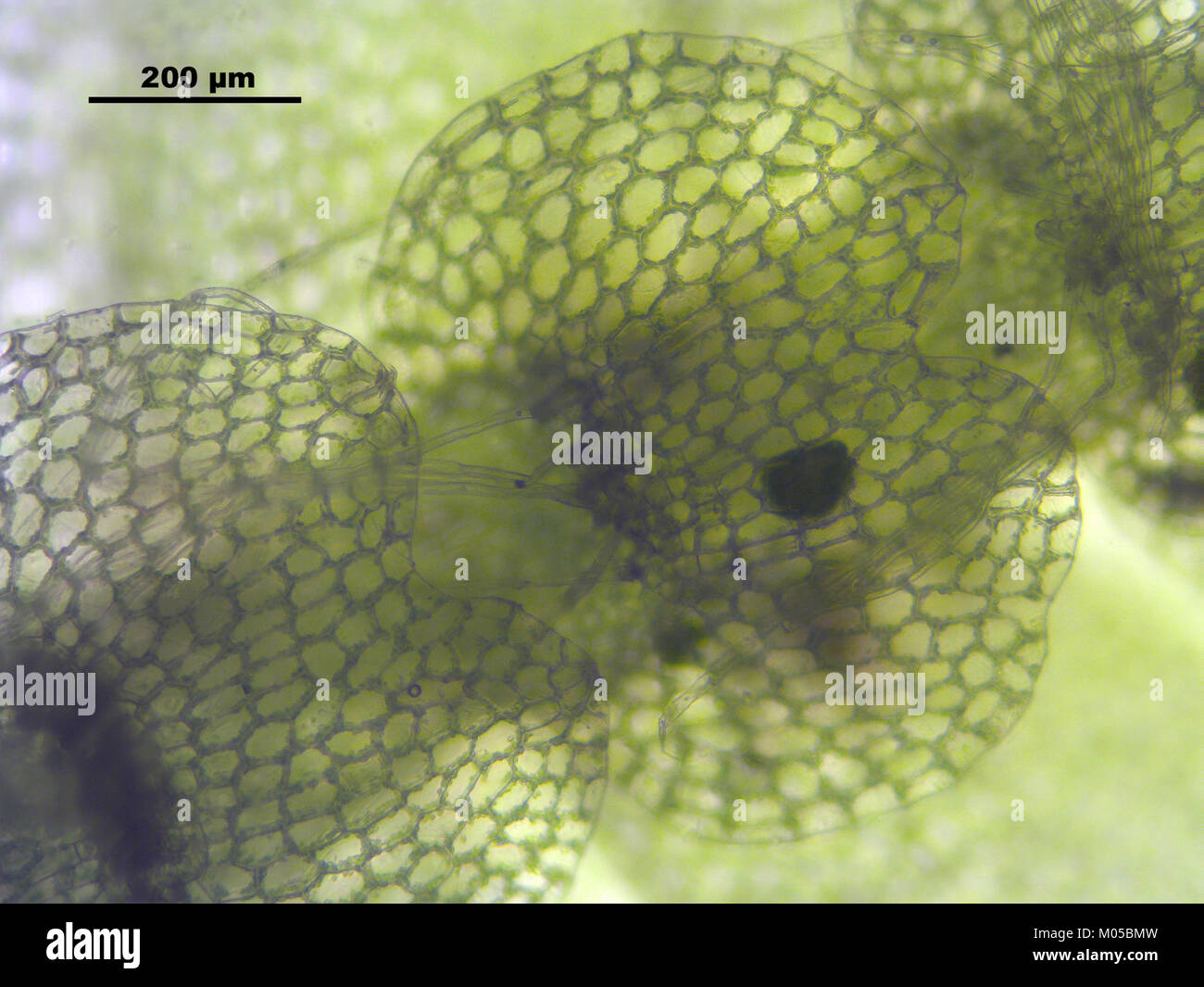 Calypogeia muelleriana (d, 145507-481451) 5463 Stock Photo