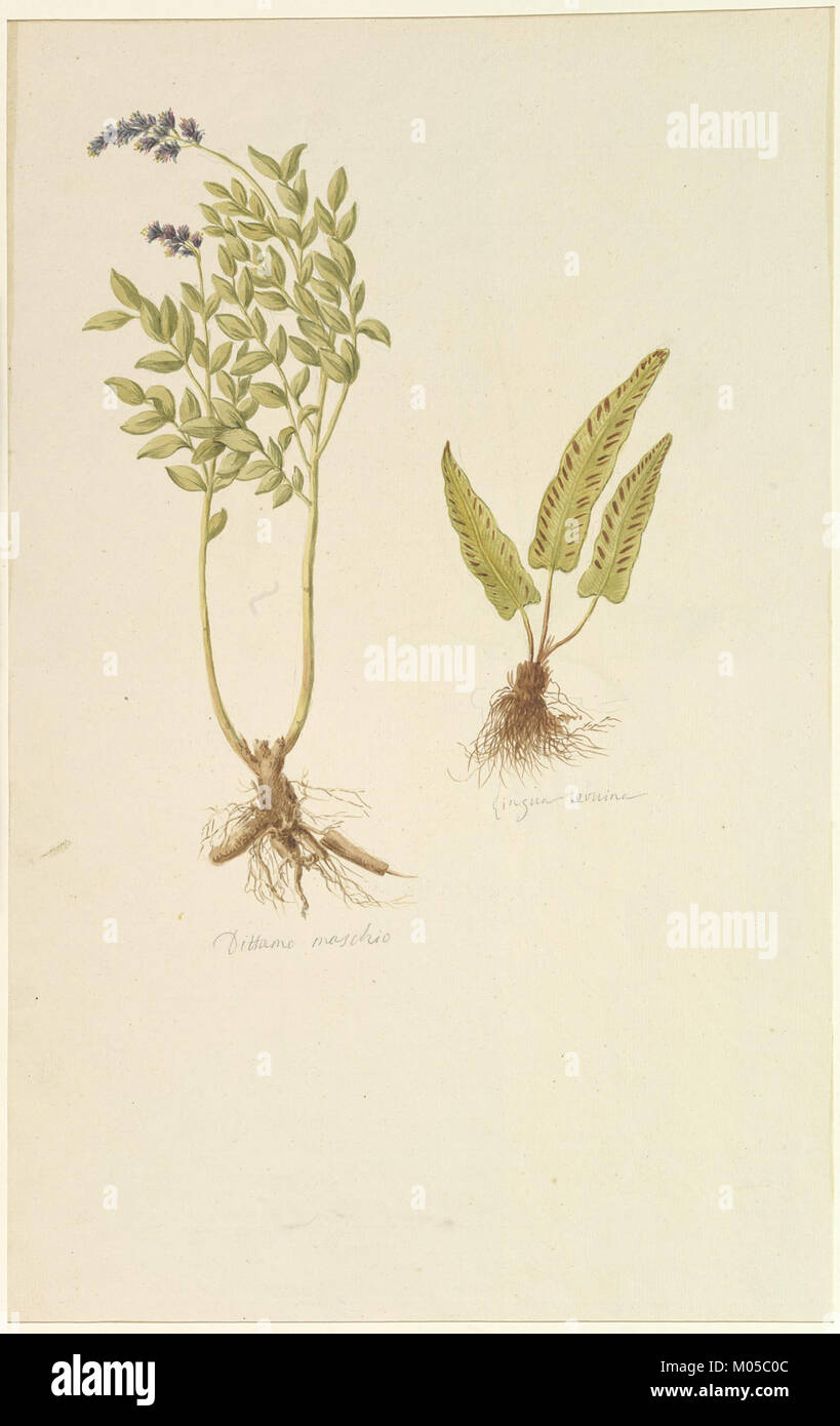 Botanical studies history hi-res stock photography and images - Alamy