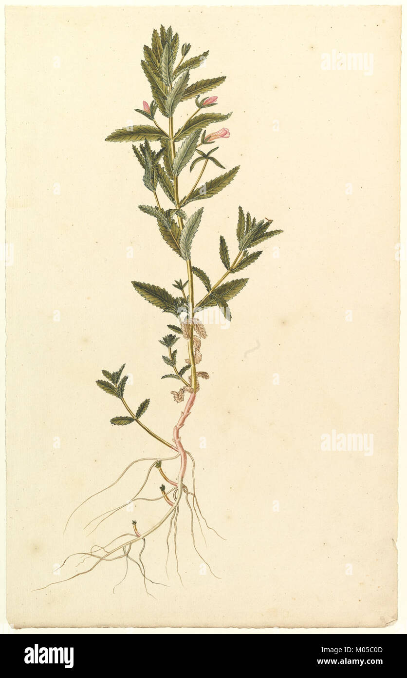 Vintage botanical study hires stock photography