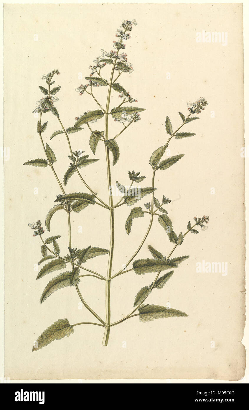 Botanical Study with a Species of the Nettle Family (genus Urtica) MET DP823477 Stock Photo