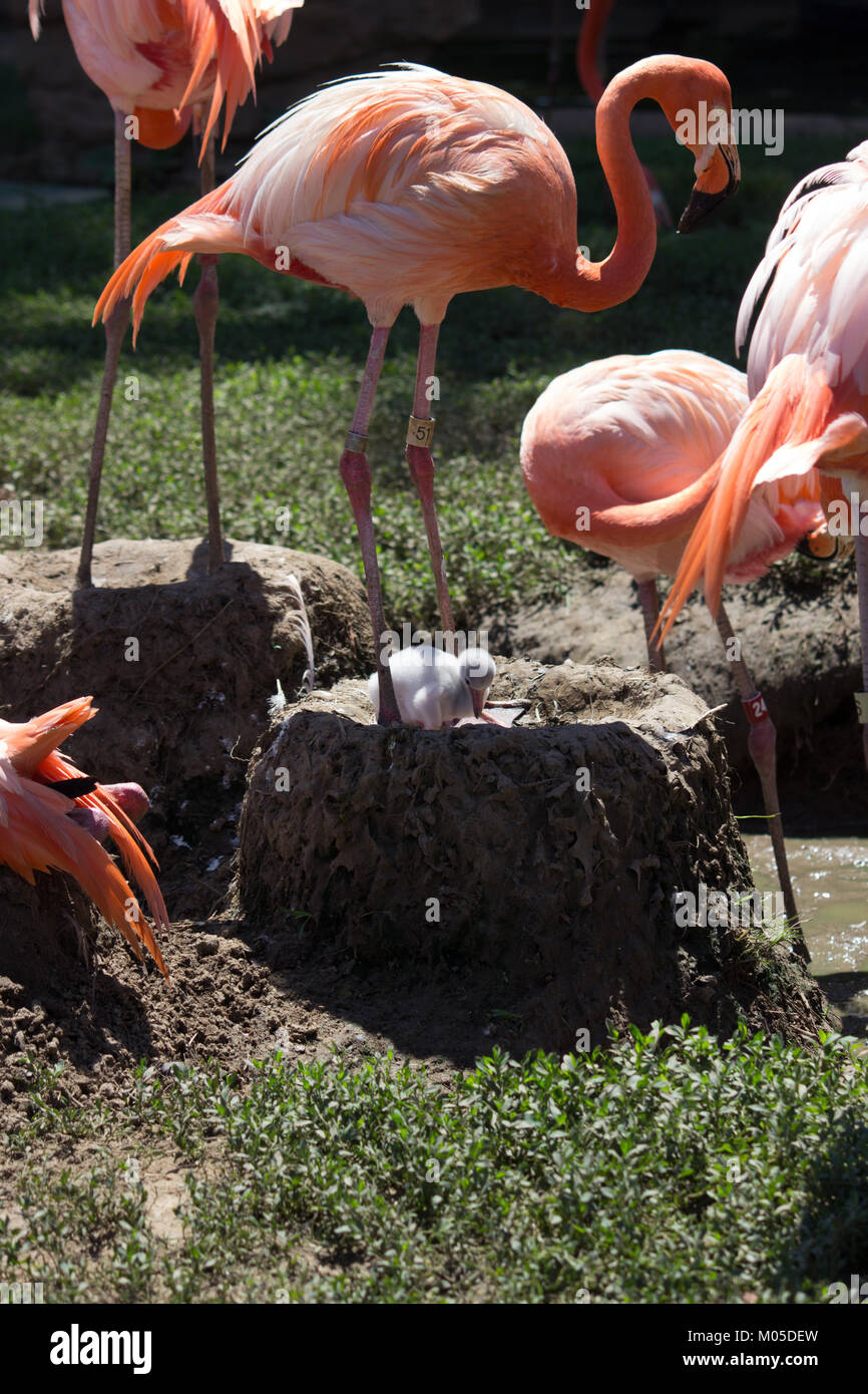 Flamingos with chick Stock Photo