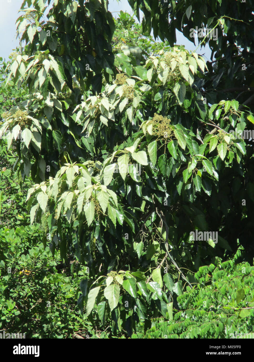 Candlenut (Aleurites moluccana) branches Stock Photo