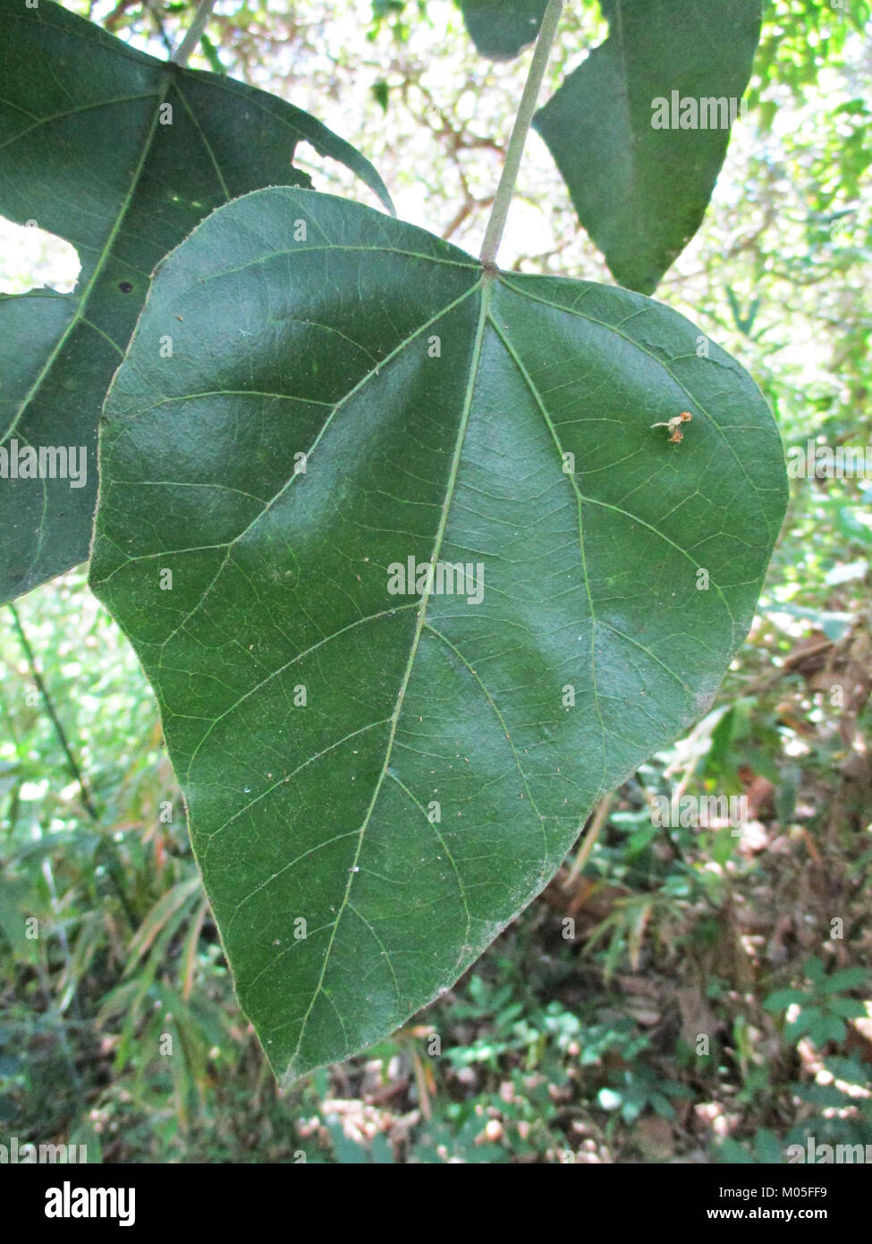 Candlenut (Aleurites moluccana) leaf Stock Photo