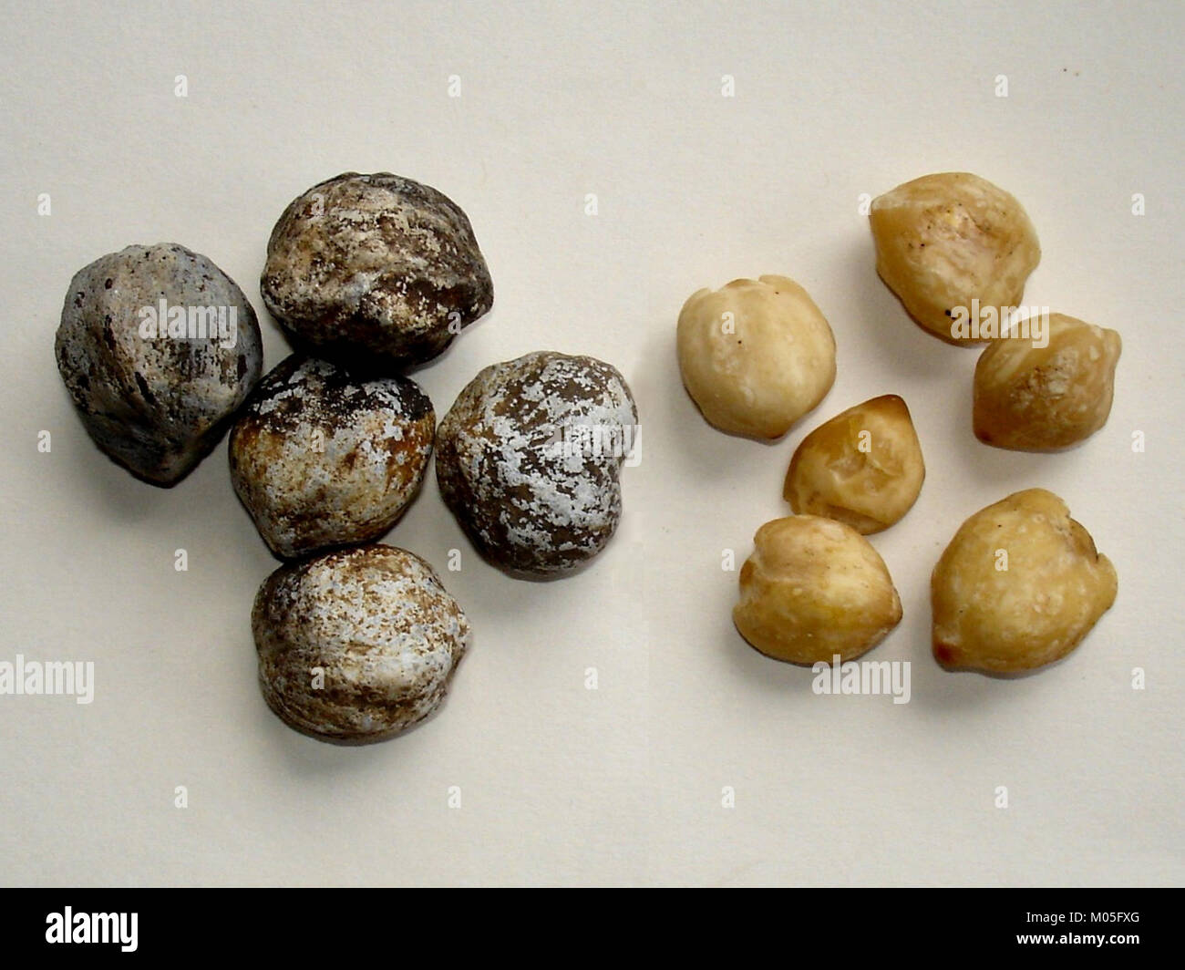 Candlenuts (Aleurites moluccana) shelled & unshelled Stock Photo