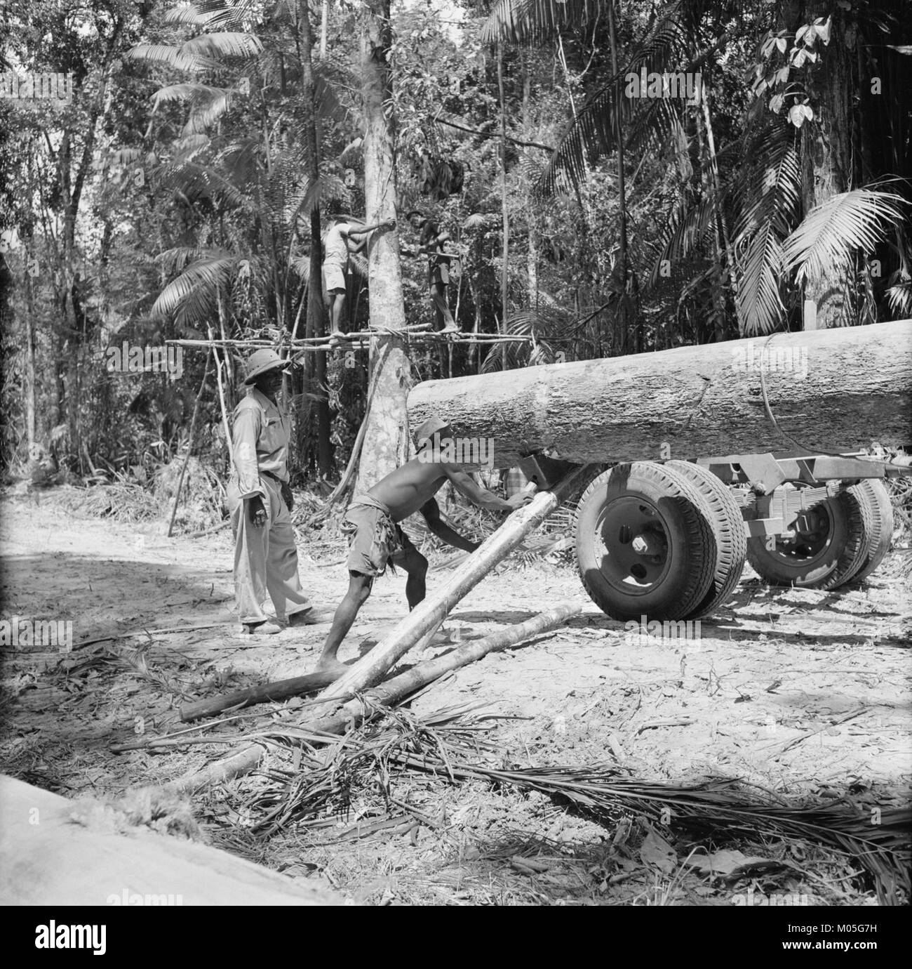 Tree specific Black and White Stock Photos & Images - Alamy