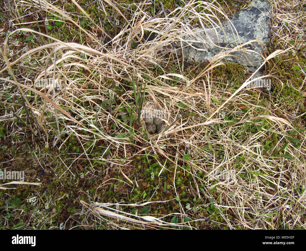 Calidris temminckii nest 2 Stock Photo Alamy