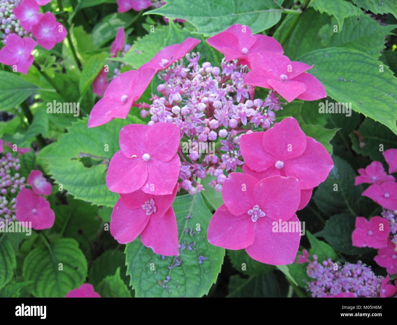 Fleurs mauves hi-res stock photography and images - Alamy