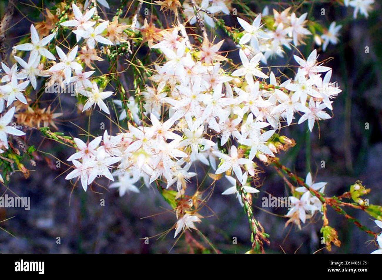 Calytrix tetragona Ku-ring-gai Chase National Park Stock Photo