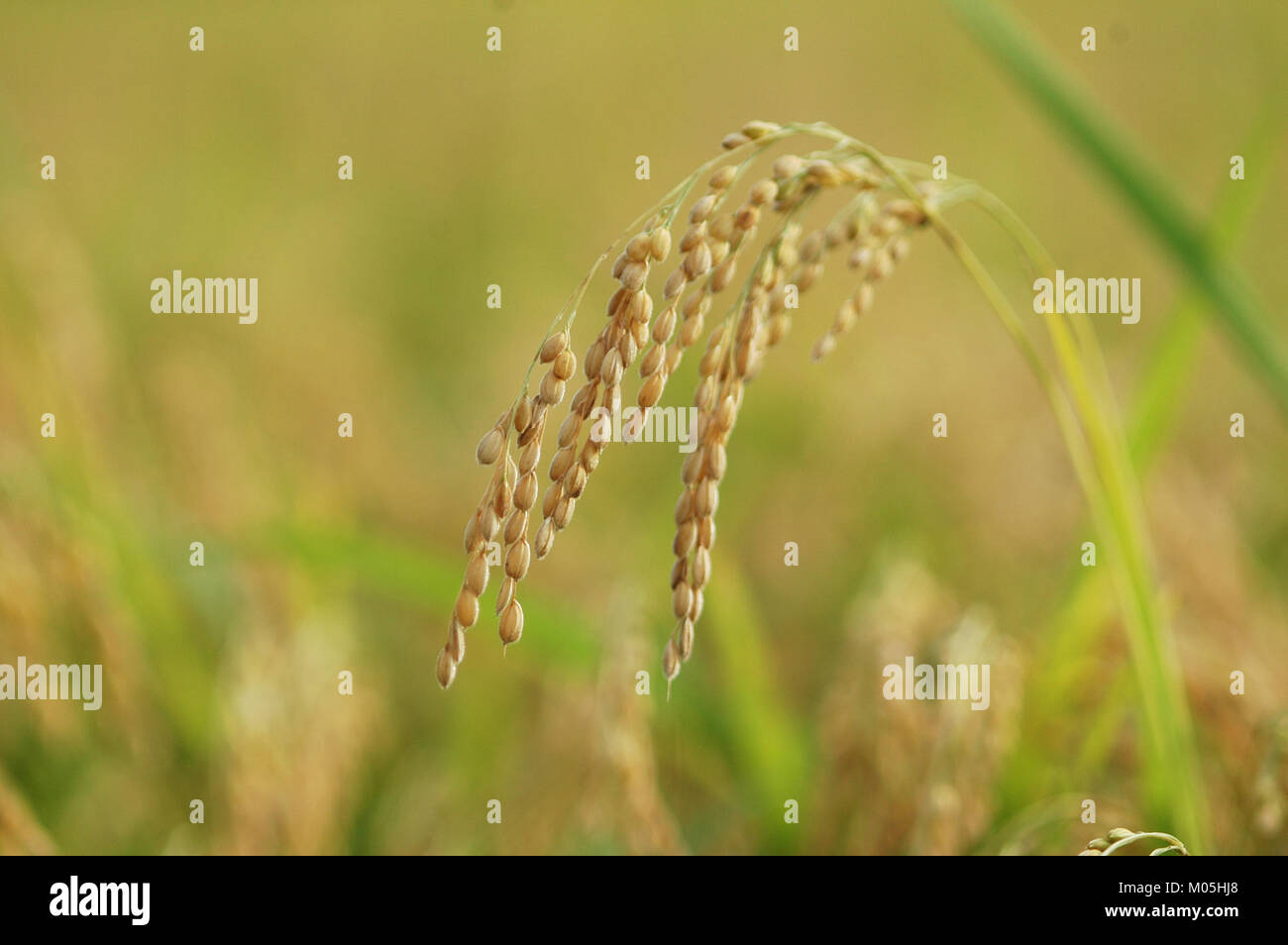 Byeo is a variety of Japonica rice, known for its short-grain, sticky ...