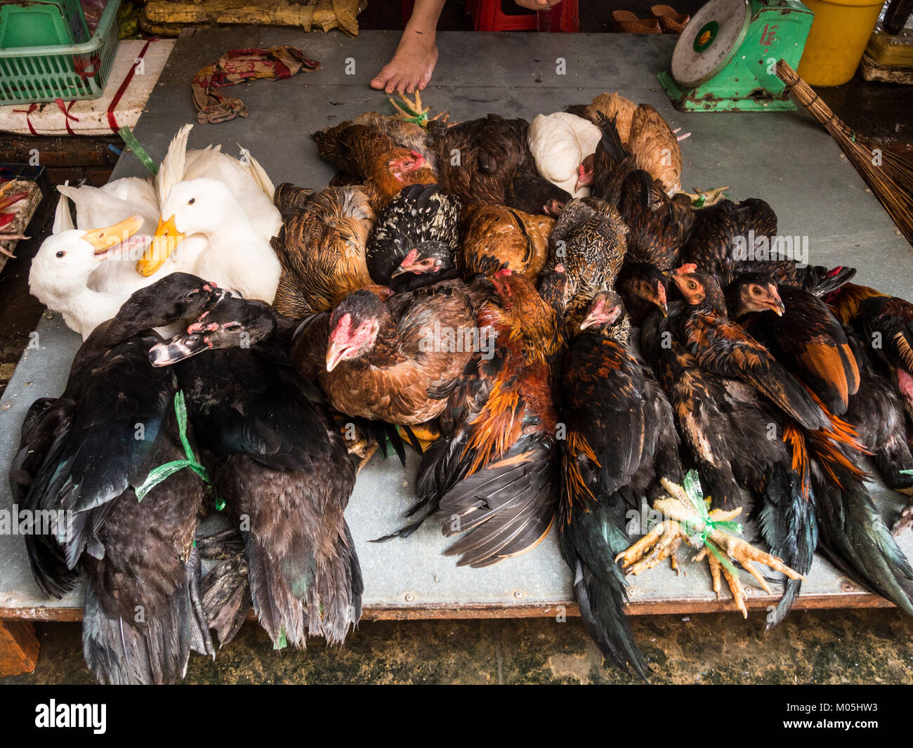 Live chicken in food market hi-res stock photography and images