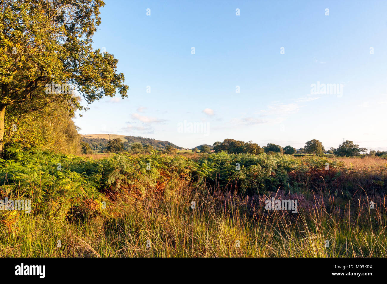 Danes Moss, Gawsworth, Cheshire Stock Photo