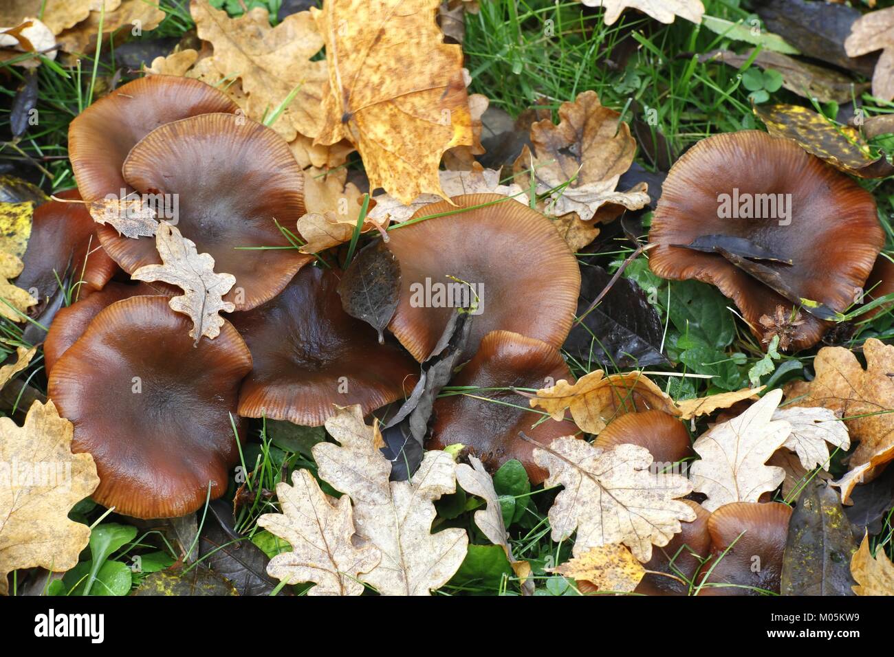 Honey fungus, Armillaria lutea Stock Photo