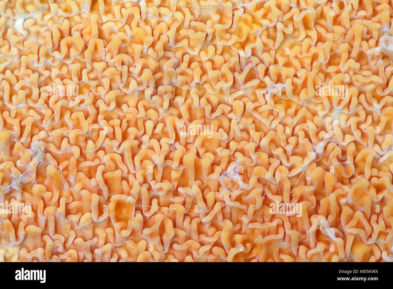 Warped orange  texture of a fungus,   Leucogyrophana mollusca Stock Photo