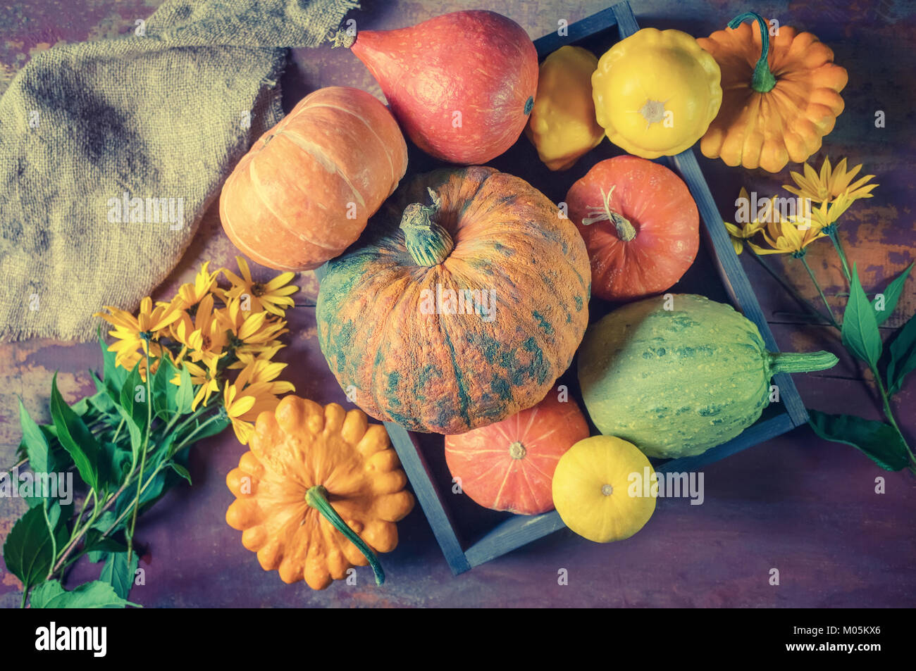 Beautiful mixed color of ripe pumpkins lying on the grass on ...