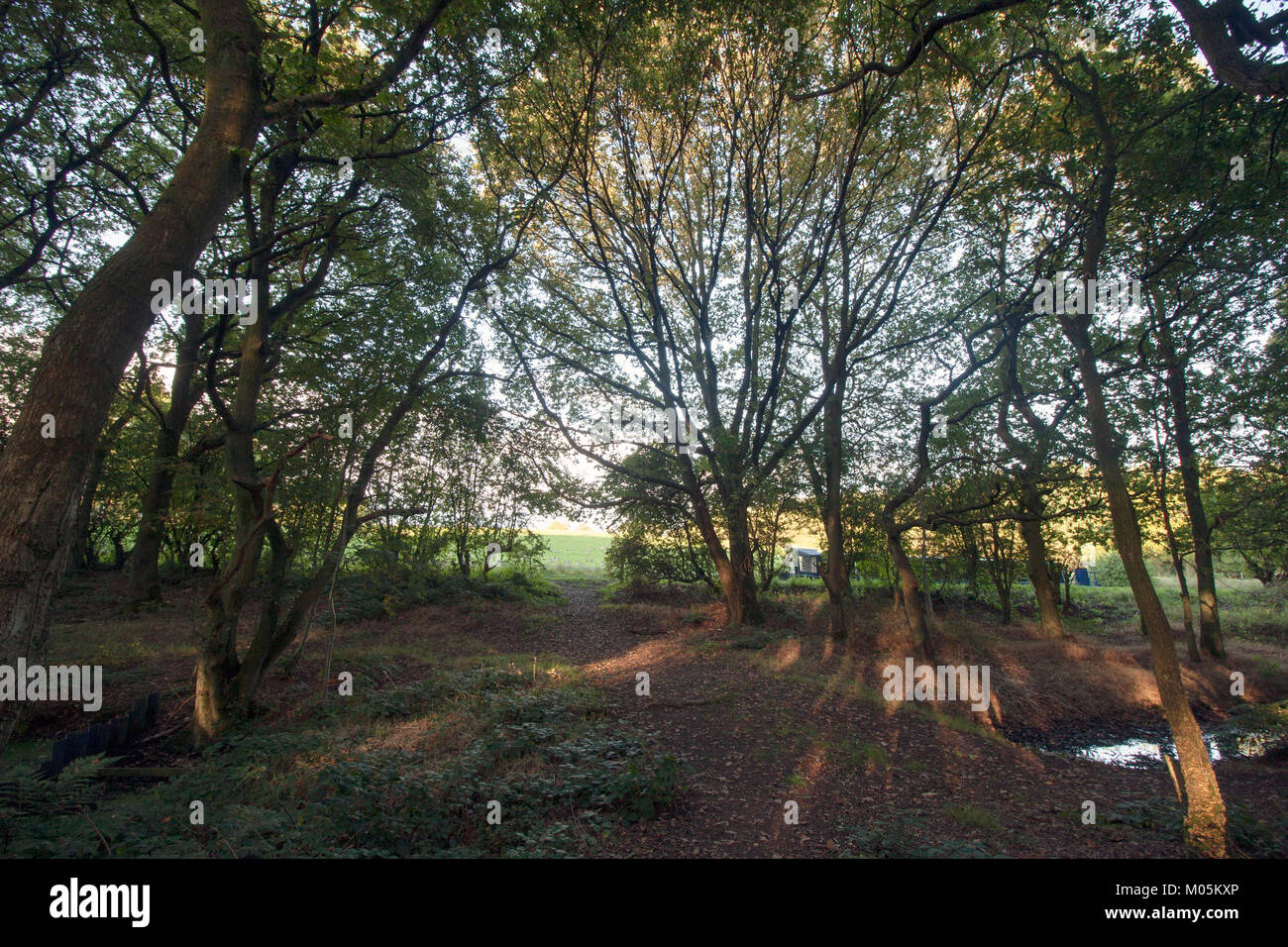 Danes Moss, Gawsworth, Cheshire Stock Photo