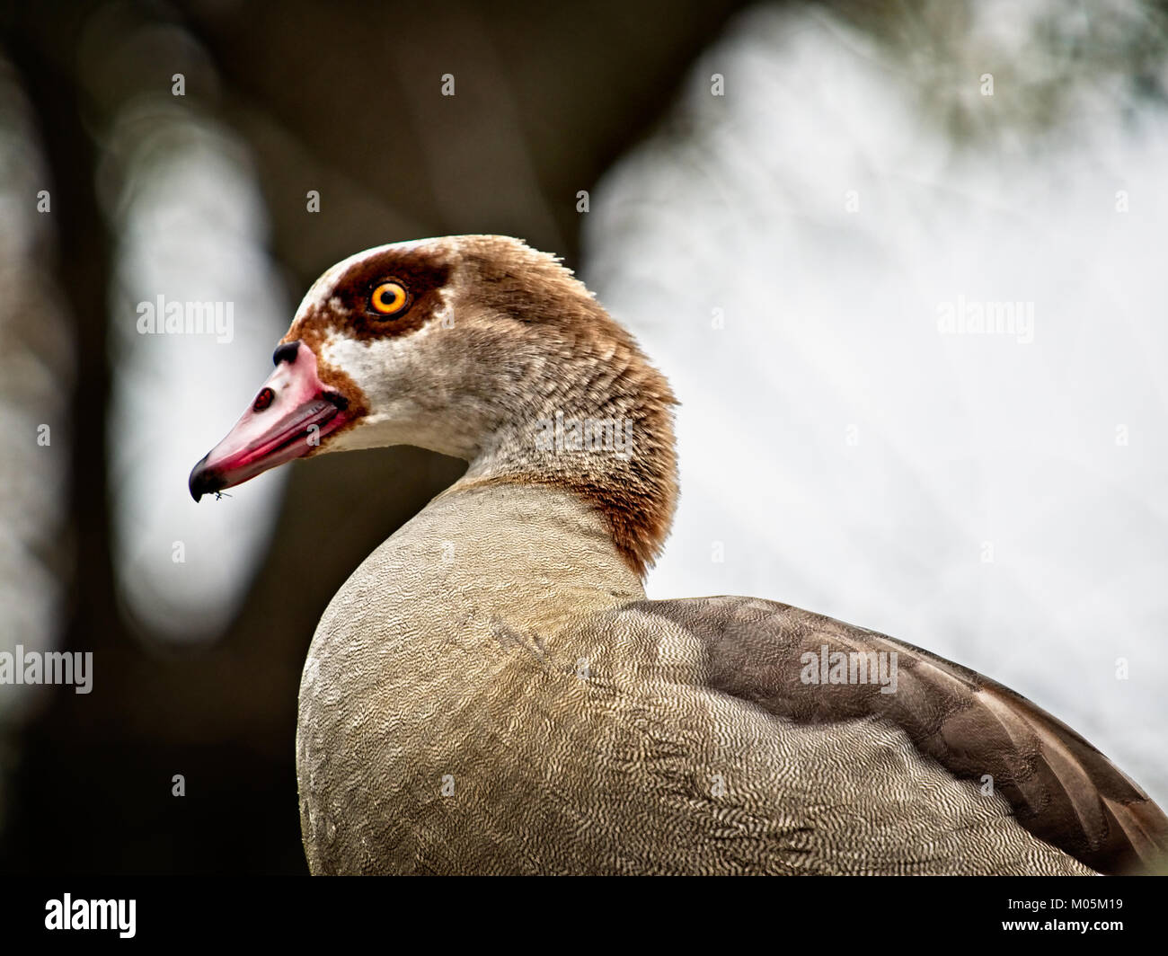 The Woodlands TX USA - Jan. 9, 2018  -  Egyptian Goose.  One of 3 flocks in the US in North Houston Stock Photo