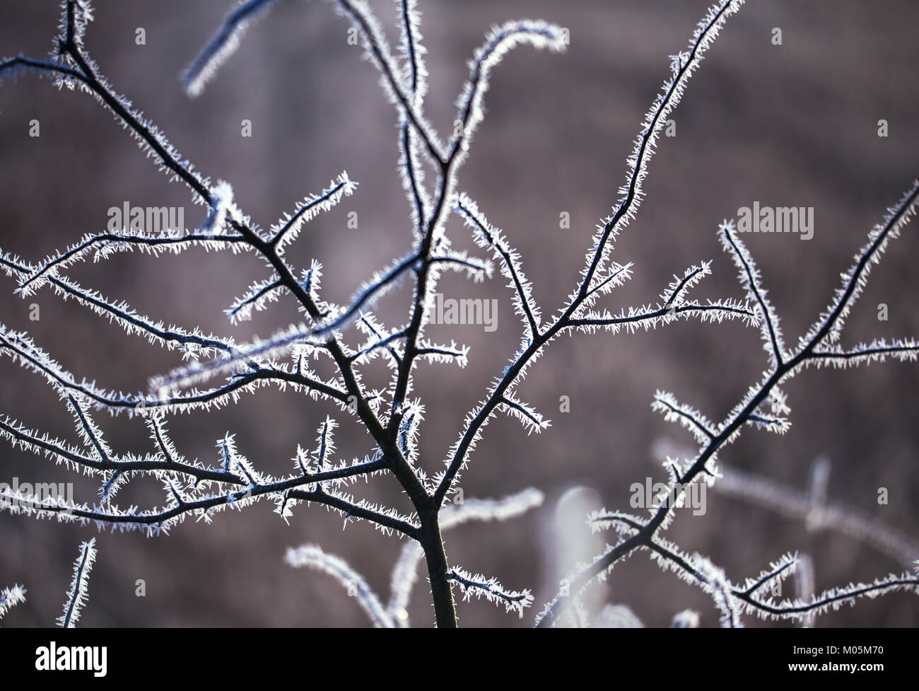 Frozen tree branches hi-res stock photography and images - Alamy