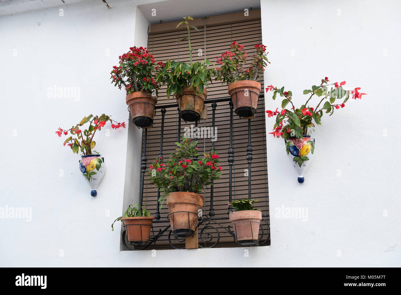 Wall decorated with flower pots (Begonia Dragon Wing and Euphorbia Milii). Istan, Malaga province, Andalusia, Spain. Stock Photo