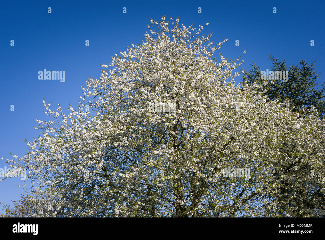 White flowering cherry blossom hires stock photography and images Alamy