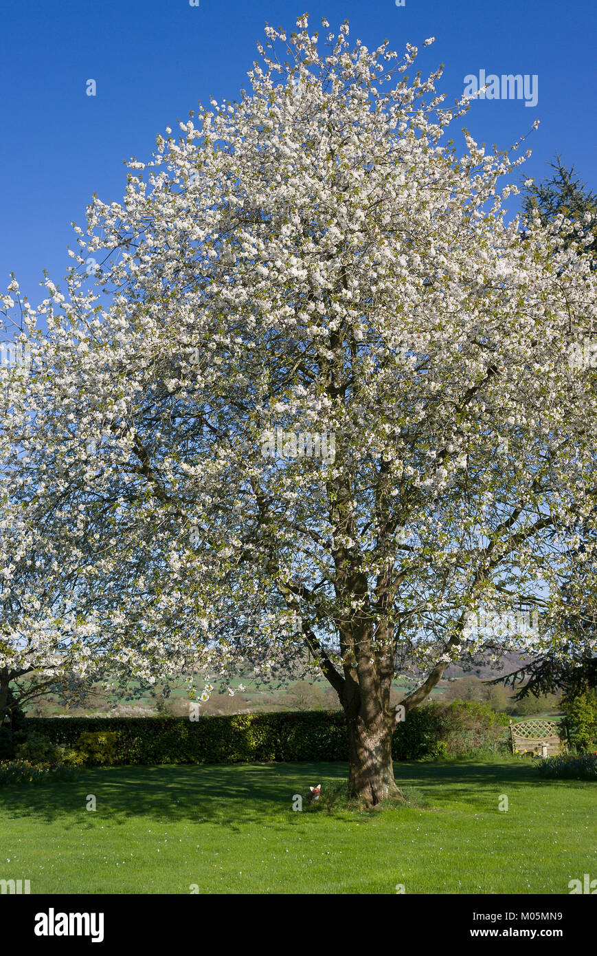 White blossom of a wild cherry tree Prunus avium flowering in April in an English garden Stock Photo