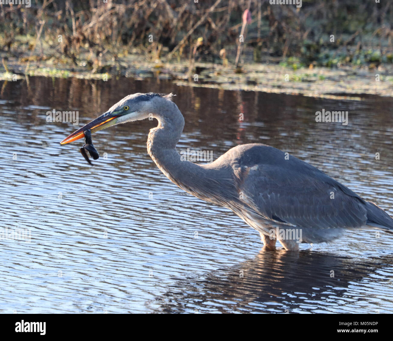 The heron is a common wading bird often seen fishing for small snakes and other water creatures in Florida Stock Photo