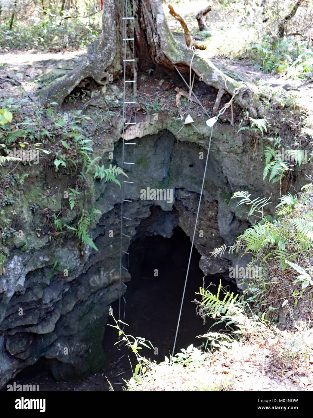 Dames Cave in Withlacoochee State Forest Stock Photo Alamy
