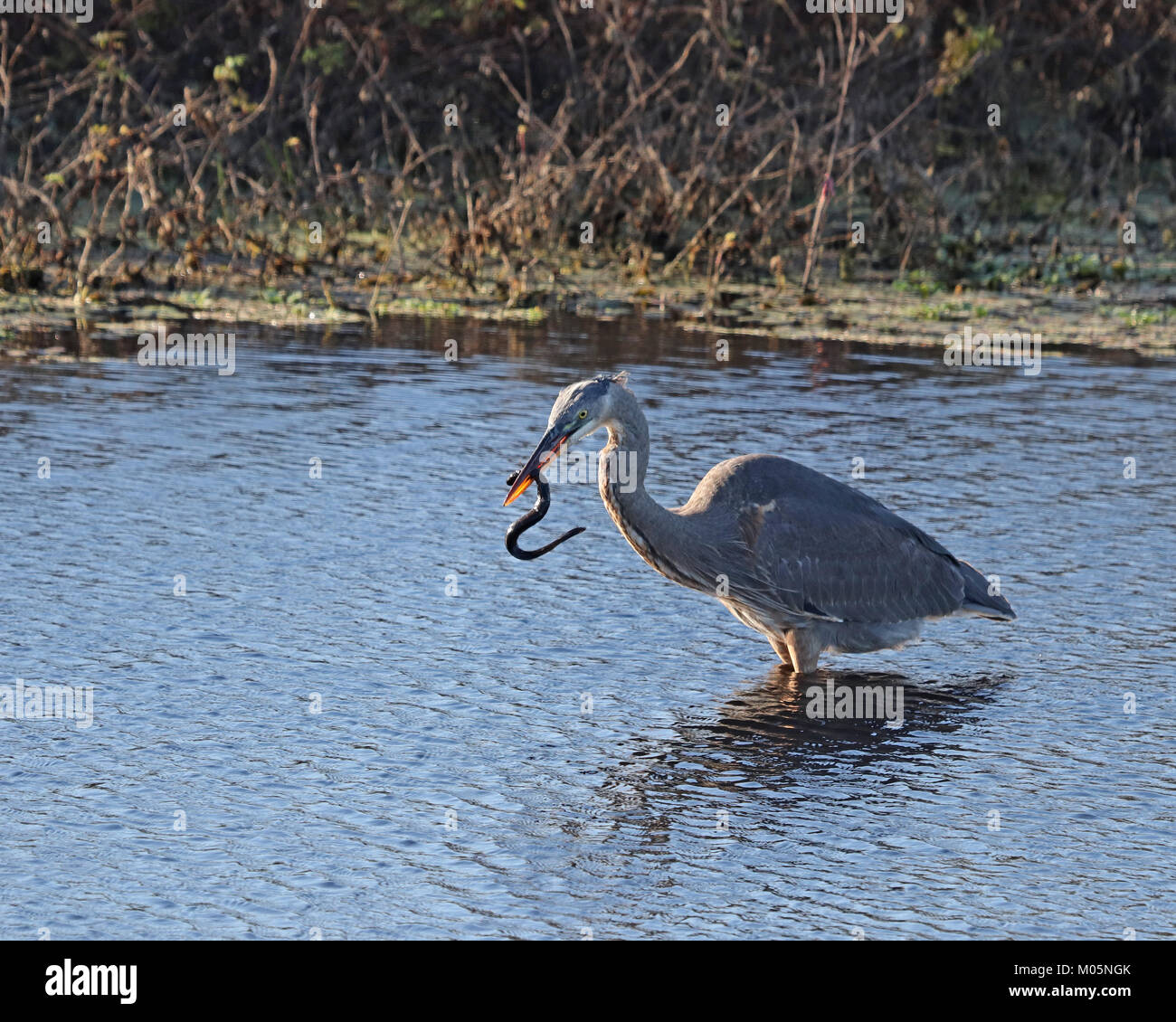 Great blue heron holding hi res stock photography and images Alamy Great blue heron holding hi res stock photography and images Alamy