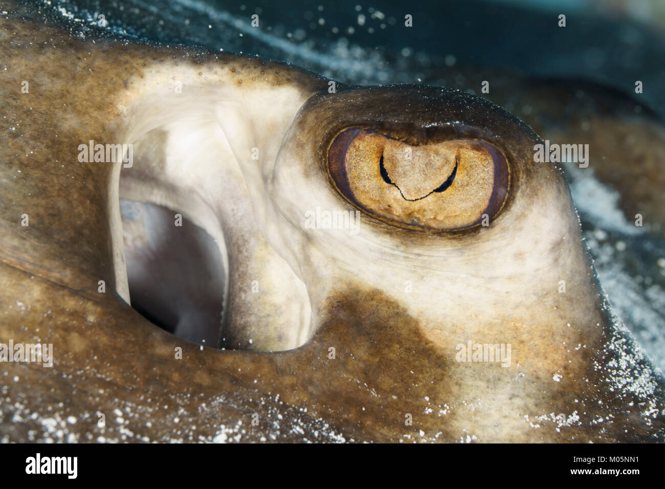 Close-up of the Eye of a Southern Stingray in Cozumel, Mexico Stock Photo