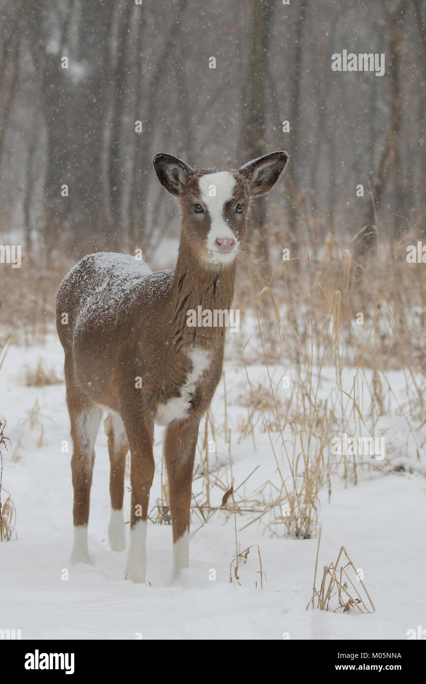 White-tailed Deer (Odocoileus virginianus), Piebald fawn Stock Photo