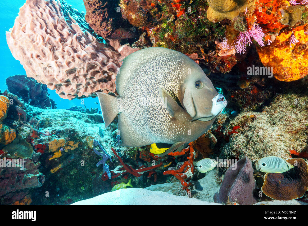Gray Angelfish under Coral Ledge Stock Photo