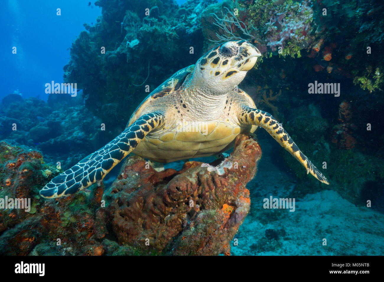 Perched Hawksbill Turtle Stock Photo