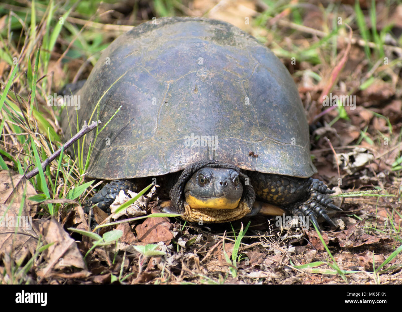 Blanding's turtle hi-res stock photography and images - Alamy