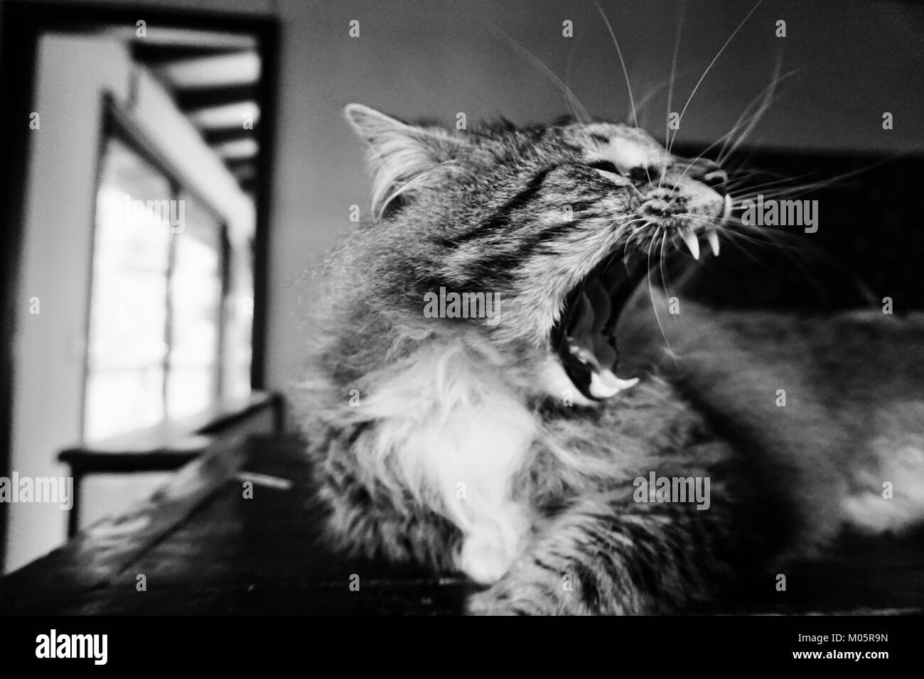 Norwegian Forest Cat Yawn Stock Photo